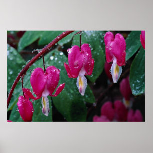 Flera blommor av blöda hjärta planterar och poster