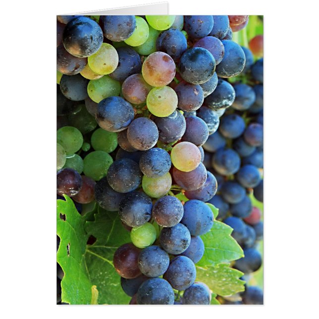 Flera druvor OBS kort (Framsidan)