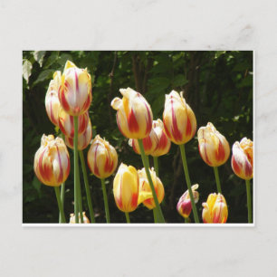 FLERA FÄRGFÄRGADE TULIPS VYKORT