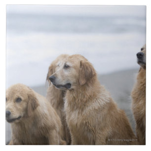 Flera guld- retrievers som sitter på strand kakelplatta
