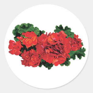 Flera röda Geranium Runt Klistermärke