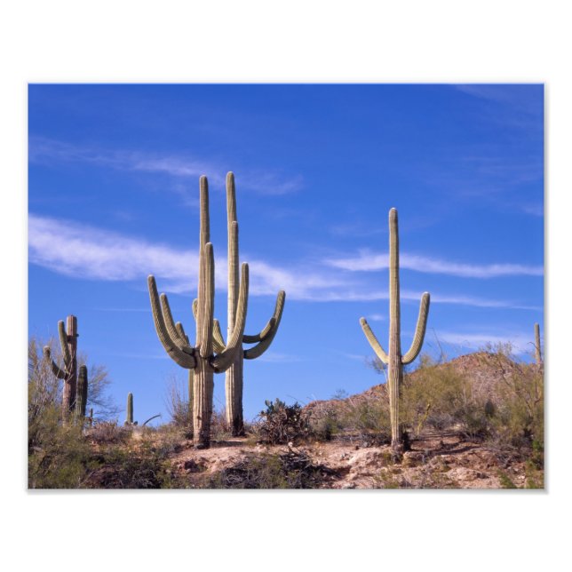 Flerarmet jätte Saguaro kaktus, Saguaro Fototryck (Framsidan)