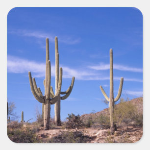 Flerarmet jätte Saguaro-kaktus, Saguaro Fyrkantigt Klistermärke