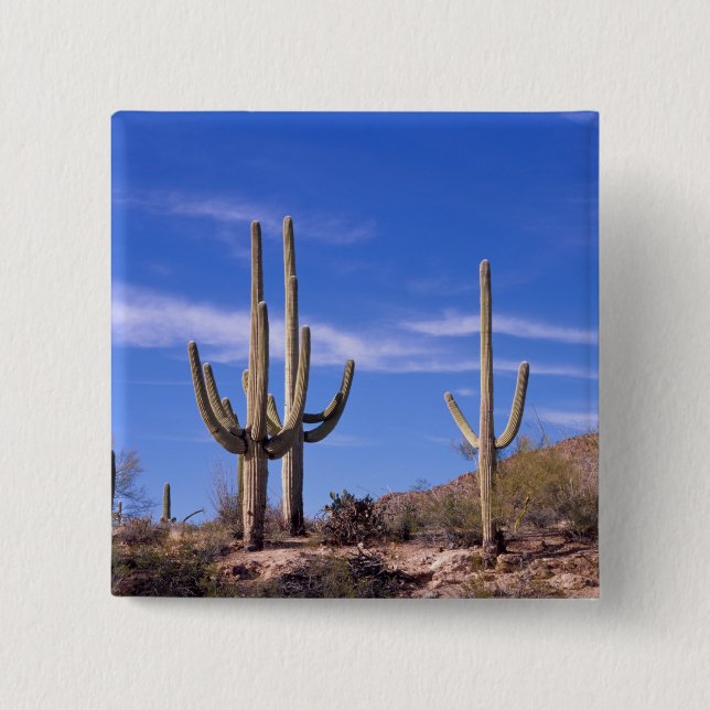 Flerarmet jätte Saguaro kaktus, Saguaro Knapp (Framsida)