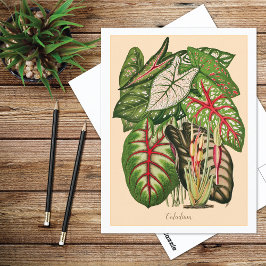 Flerfärgad Caladium-växtillustration Vykort