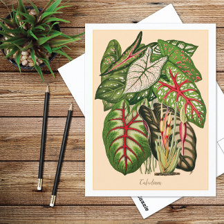 Flerfärgad Caladium-växtillustration Vykort