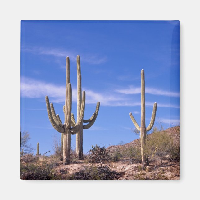 Flerväpnad jätte Saguaro kaktus, Saguaro Magnet (Framsidan)