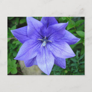 Fleur bleue vykort