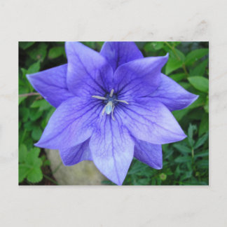 Fleur bleue vykort