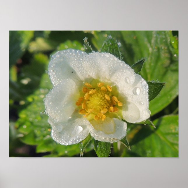 Fleur de fraisier poster (Framsidan)