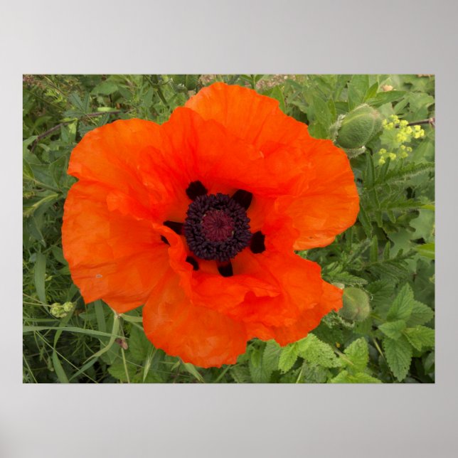 Fleur de pavot poster (Framsidan)