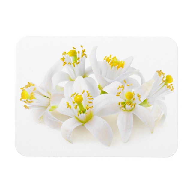Fleur d'oranger magnet (Horisontell)