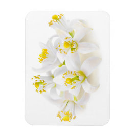 Fleur d'oranger magnet