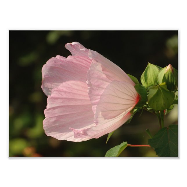 Fleur, Kodak Professionell Photo Fototryck (Framsidan)