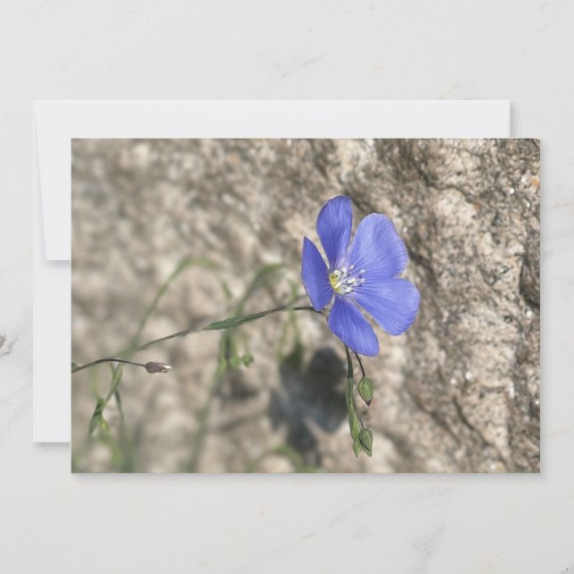 Fleur sauvage (Framsida)