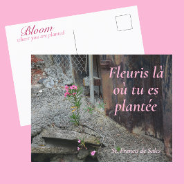 Fleuris là où tu es plantée Rosa Blommig Vykort