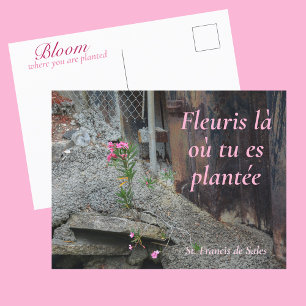 Fleuris là où tu es plantée Rosa Blommig Vykort