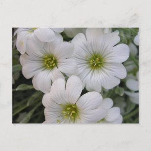 Fleurs blanches vykort