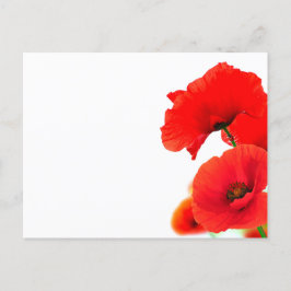 Fleurs de coquelicots sur fond blanc au printemps helg vykort