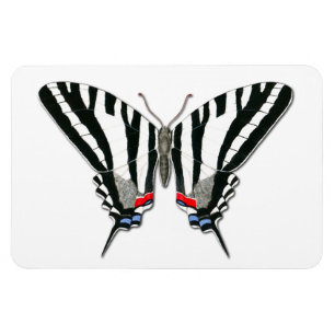 Flexi för sebraSwallowtail fjäril magnet