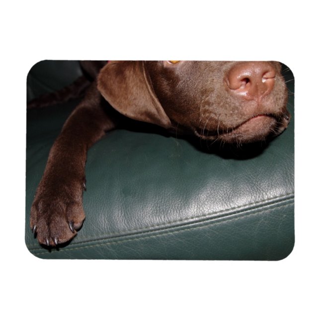 Flexi Magnet Labrador Lorenzo (Horisontell)