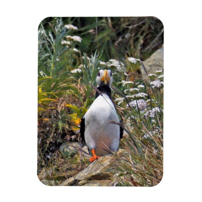Flexibel fotomagnet av puffin magnet (Vertikal)