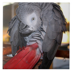 Flexibel Kongo Afrikas Grått Parrot med Röda Sva Kakelplatta