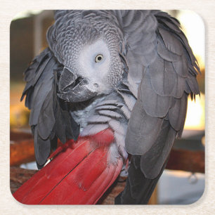Flexibel Kongo Afrikas Grått Parrot med Röda Sva Underlägg Papper Kvadrat