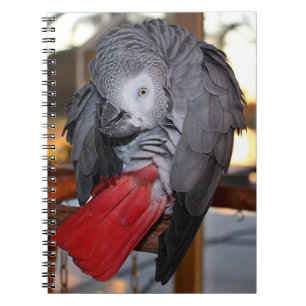 Flexibel Kongo Afrikas Grått Parrot med Röda Svan Anteckningsbok