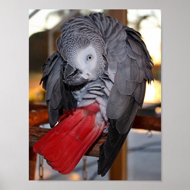Flexibel Kongo Afrikas Grått Parrot med Röda Svan Poster (Framsidan)