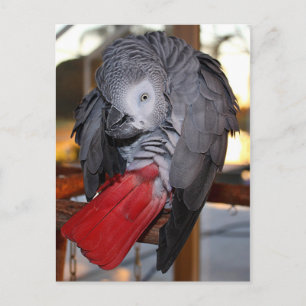 Flexibel Kongo Afrikas Grått Parrot med Röda Svan Vykort