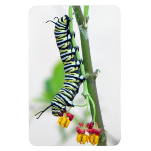 Flexibel magnet för Monarch-vattenpelaren
