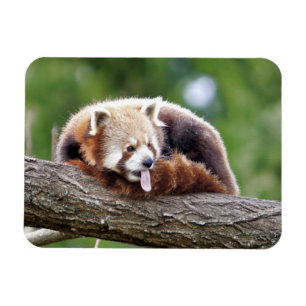 Flexibel magnet Photo Red panda, djur 0254.