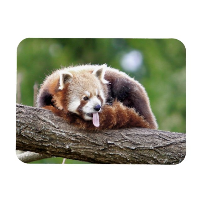 Flexibel magnet Photo Red panda, djur 0254. (Horisontell)