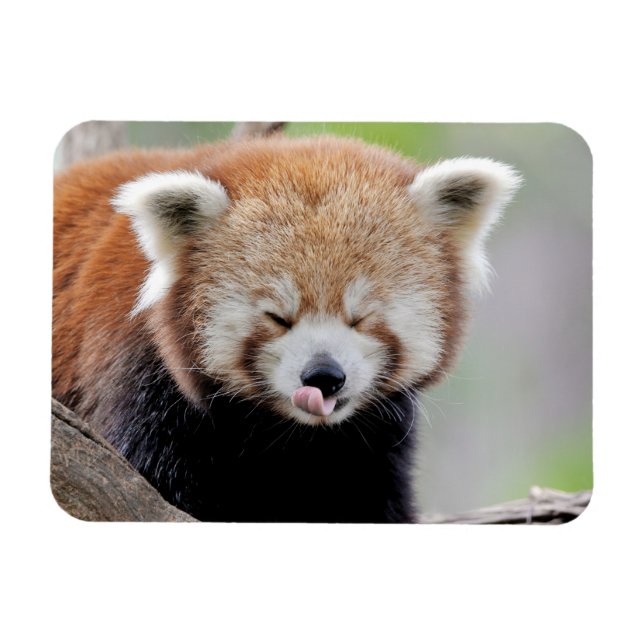 Flexibel magnet Photo Red panda, djur 0259. (Horisontell)
