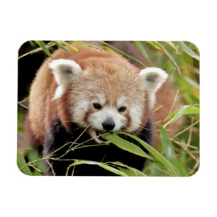 Flexibel magnet Photo Red panda, djur 0261.