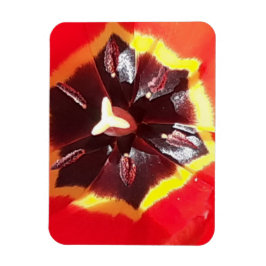 Flexibel scarlet Red Tulip Magnet