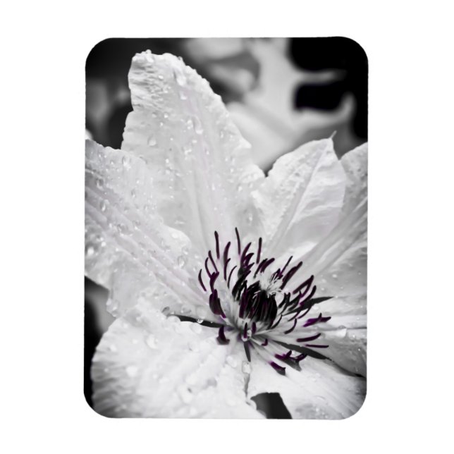 Flexible Magnet - White Clematis Flower (Vertikal)