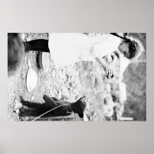 Flickan Matar Bear Unge i Seward Poster (Framsidan)