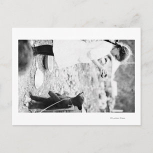 Flickan Matar Bear Unge i Seward Vykort