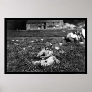 FlickaplockningCranberries Near Rochester, MORSOR Poster
