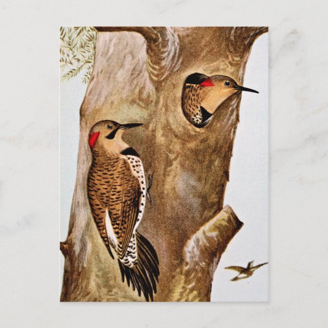 Flicker Birds Vintage Bild Vykort (Framsida)