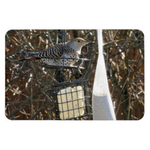 Flicker i Bird Feeder Magnet