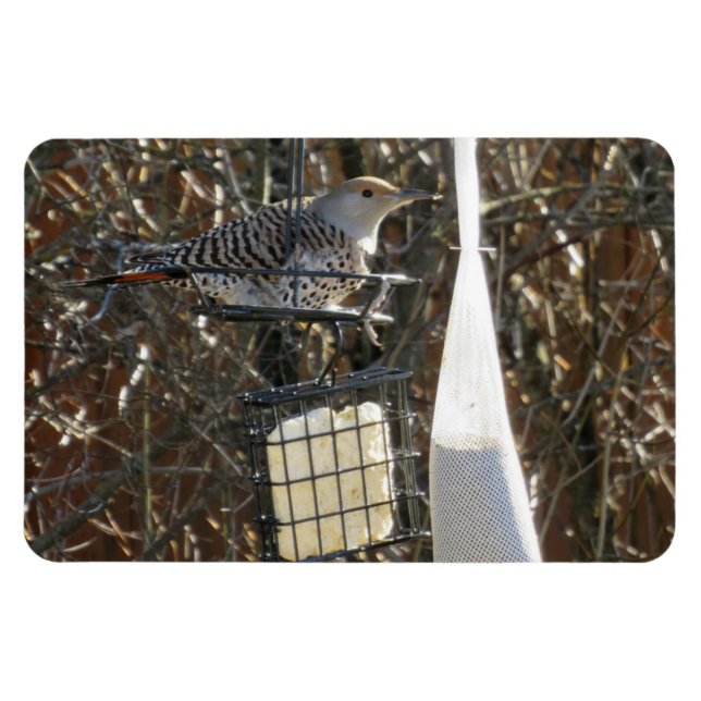 Flicker i Bird Feeder Magnet (Horisontell)