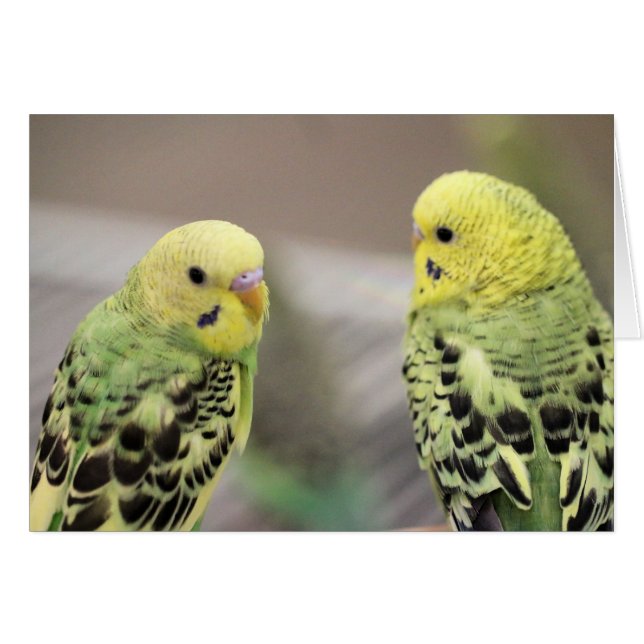 Flickorna Hälsningskort (Framsidan Horizontal)