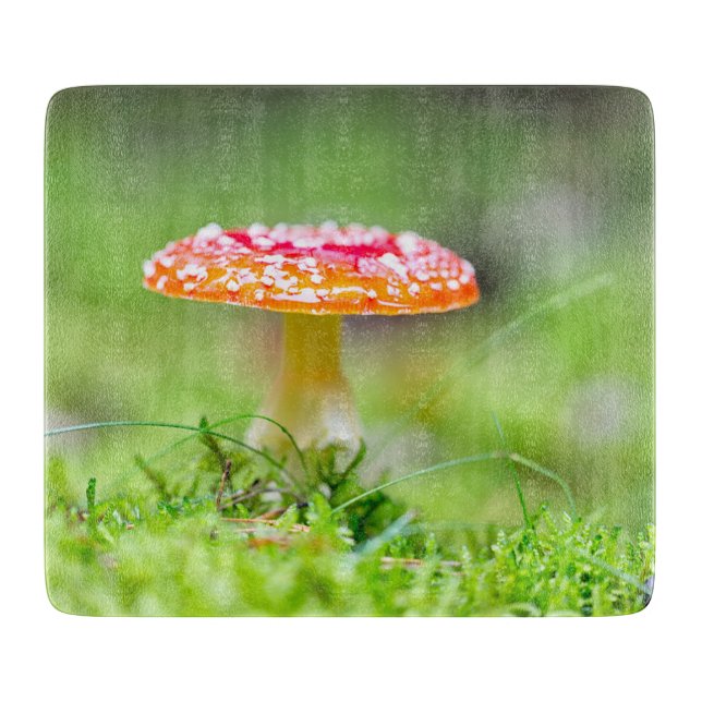 Fliegenpilz (Framsidan)