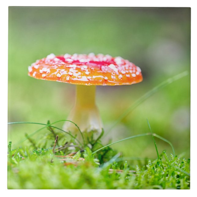 Fliegenpilz Kakelplatta (Framsidan)