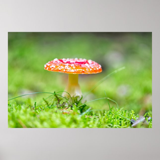 Fliegenpilz Poster (Framsidan)
