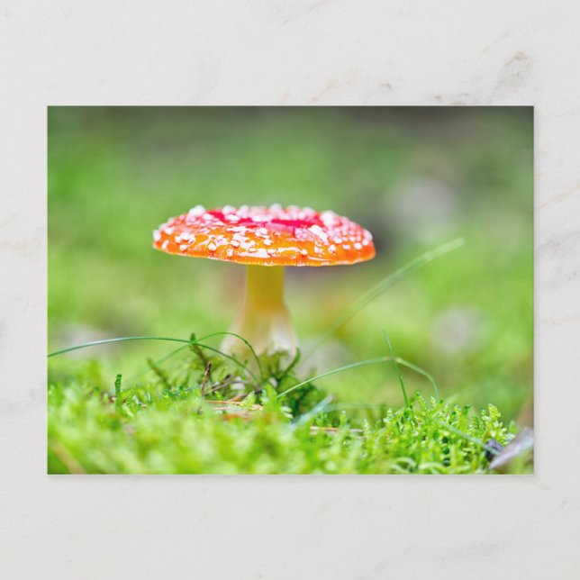 Fliegenpilz Vykort (Framsida)