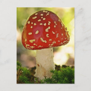 Fliegenpilz Vykort